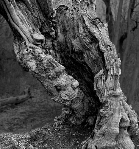 Dead Tree #88