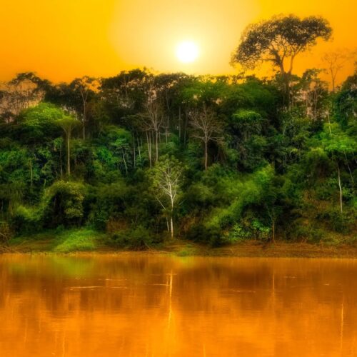 Mysterious Pulse of the Rainforest