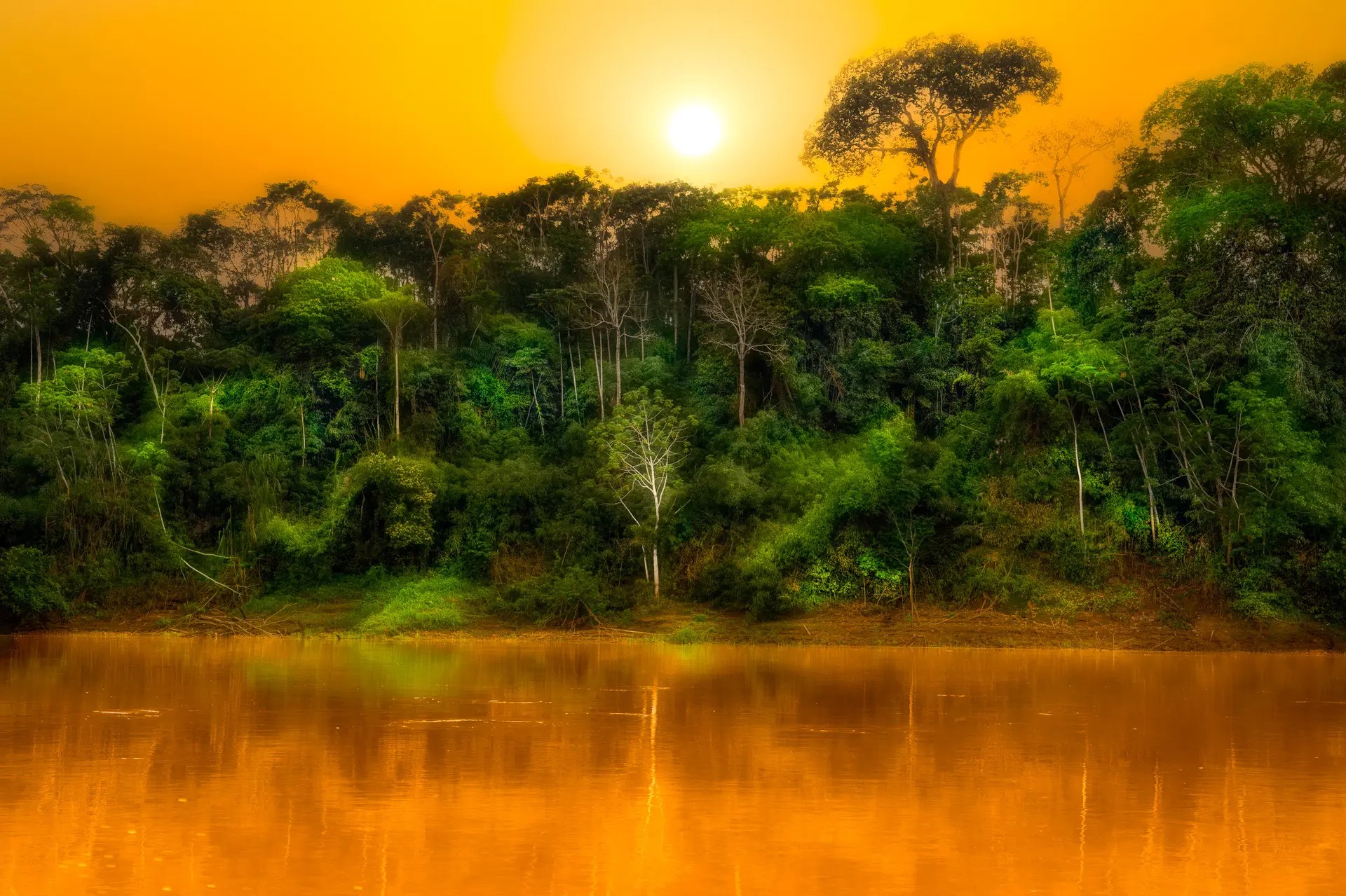 Mysterious Pulse of the Rainforest