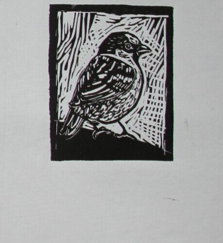 Bird Sparrow